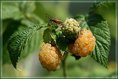 photo "Уellow raspberry"