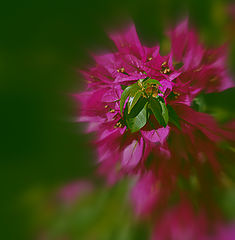 photo "***"