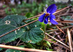 фото "Viola odorata"