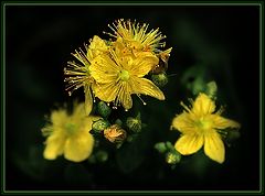 photo "Hypericum – 2"