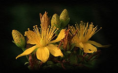 photo "Hypericum – 3"