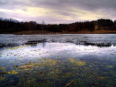 photo "Lake Botanical Garden"