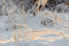 photo "Memories of winter"