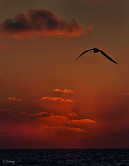 photo "Sunset flight"