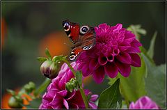 photo "***"