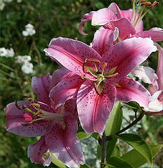 photo "Pink tiger lily"