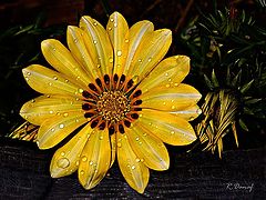 фото "Gazania"