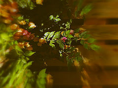 photo "***"