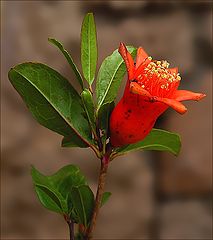 photo "Pomegranate Flower"