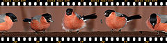 photo "Short-length film"