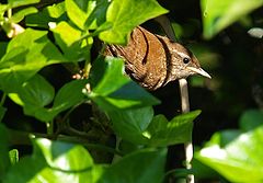 фото "The Guardian"