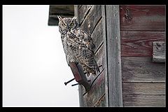 photo "Prairie Owl"