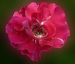 photo "***"