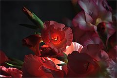 photo "***"