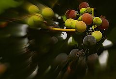 photo "***"