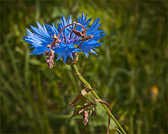 photo "***"