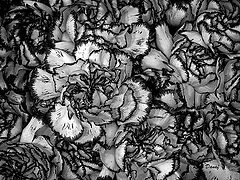 фото "Carnation"