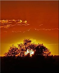 фото "Pseudo Lion King"