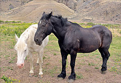 photo "Two horses"