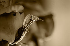 photo "***"