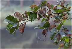 фото "предосеннее"