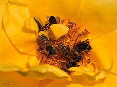фото "Busy Bees"