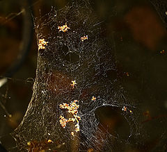 photo "***"