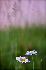 photo "***"
