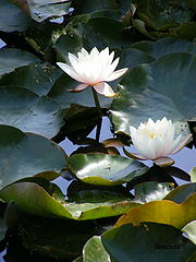 фото "Nature"