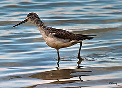 photo "Sand piper"