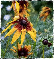 photo "flowers"