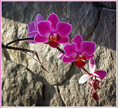 photo "***"