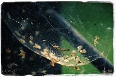 photo "***"