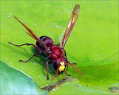 photo "Watering."