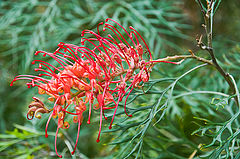 photo "Red grivellia"