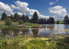 фото "У лесного озера"