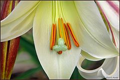 photo "***"