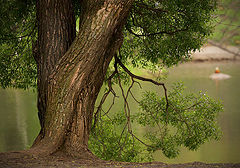 photo "***"