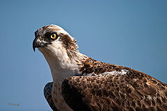 photo "Osprey"