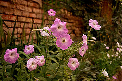 photo "Tender flowers"