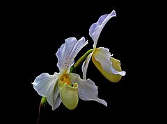 photo "Paphiopedilum Orchid"