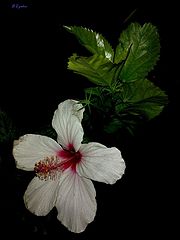photo "***"