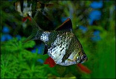 photo "mahseer"