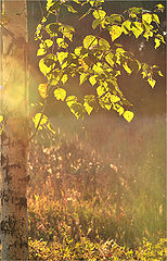 photo "***"