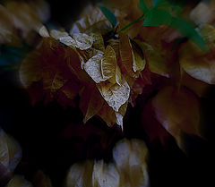 photo "***"