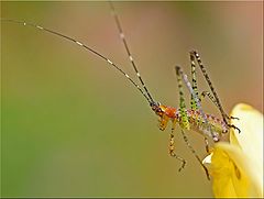 фото "Ready To Jump"