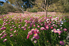 photo "The sea of flowers"
