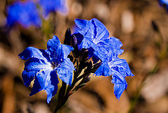 photo "Wild blue"