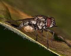 photo "Stomoxys calcitrans"