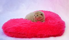 photo "котенок"
